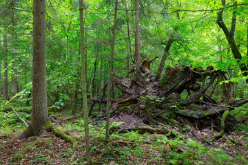 Broken tree roots partly declined