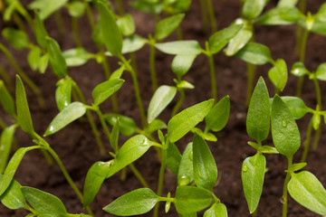 Young green sprout growing from seed