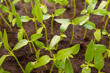 Young green sprout growing from seed