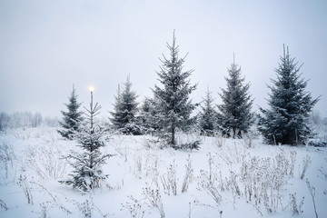 winter landscape, fir forest in frost and traces of animals on the snow