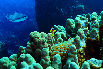 Naklejka na ściany i meble Clown fish in the coral reef