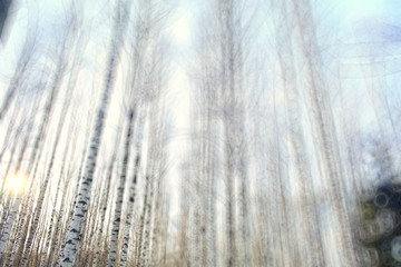 blurred background early winter