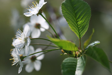 branch of apple blossom