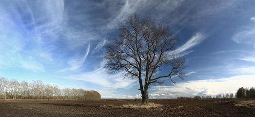 autumn landscape trees in field