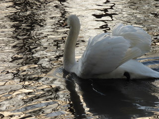 mute swan cygnus olor