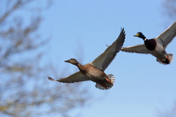 Mallard, Duck, Anas platyrhynchos