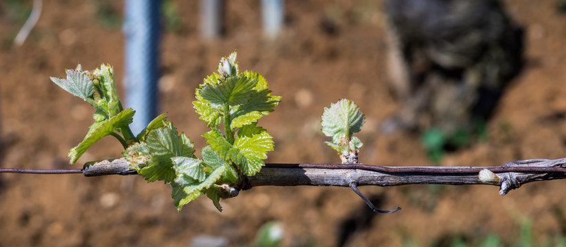 bourgeons sur les vignes