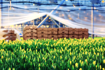 Tulips in boxes of flowers spring agriculture