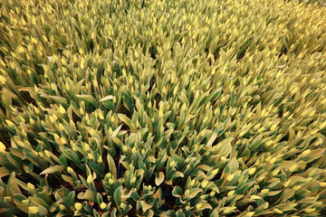 texture tulips blooming yellow field