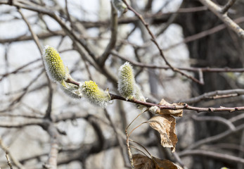 Spring background. Pussy-willow branches