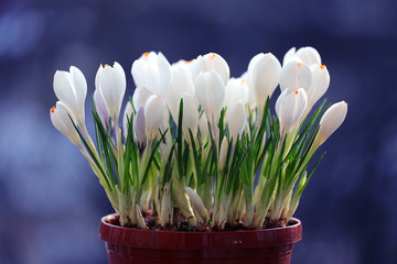 spring bouquet of flowers, white crocus snowdrops