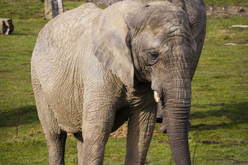 Obraz premium african elephant 
