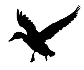 Vector duck flying. Silhouette