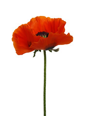 One red poppy isolated on white