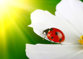 Ladybug and flower