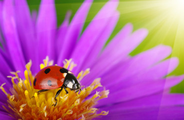 Ladybug and flower