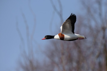 Common Shelduck, Shelduck, Tadorna tadorna