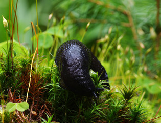 slug in forest