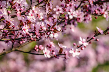 Fototapeta na wymiar flowers of apple tree on a bulr background