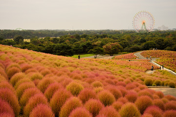 常陸海浜公園　絶景　紅葉のコキアの丘