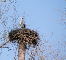 Storch im Nest