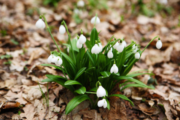 .The first spring flower - snowdrop (Galanthus nivalis)