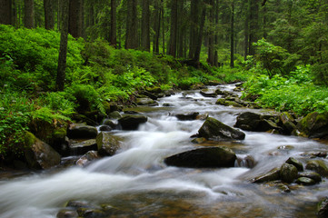Mountain river in forest.