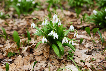 .The first spring flower - snowdrop (Galanthus nivalis)