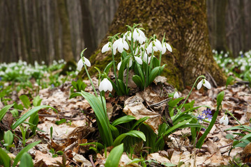 .The first spring flower - snowdrop (Galanthus nivalis)