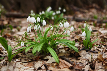 .The first spring flower - snowdrop (Galanthus nivalis)