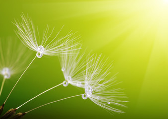   spring dandelion flower © Alekss