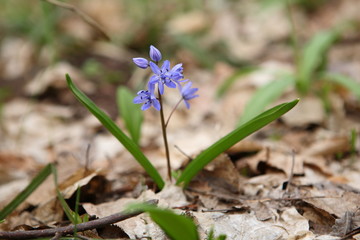 Two-leaf squill - first flower of spring