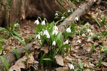 .The first spring flower - snowdrop (Galanthus nivalis)