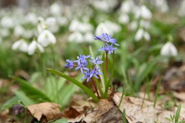 Two-leaf squill - first flower of spring