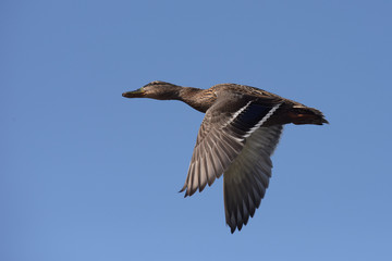 Mallard, Duck, Anas platyrhynchos