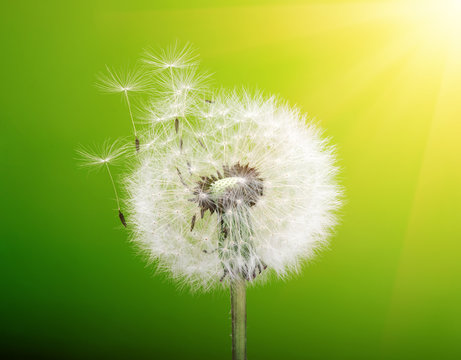 Fototapeta   spring dandelion flower