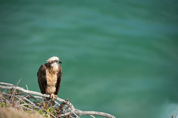 Bird of prey near the village of Lennox Head, Australia