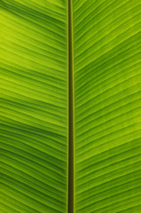 green leaf texture
