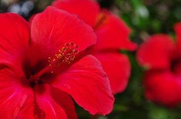  flower on a green