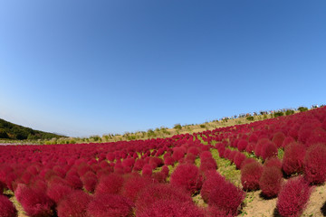 常陸海浜公園　絶景　紅葉のコキアの丘