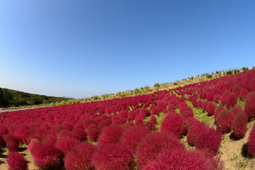 常陸海浜公園　絶景　紅葉のコキアの丘