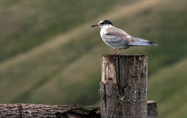 the lonely seagull sits on a column