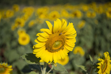Fototapeta premium THAILAND KANCHANABURI SUNFLOWER PLANTATION