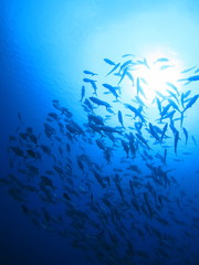パラオの海　海中から見上げたギンガメアジの群れ　スキューバダイビング