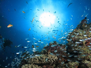 Fototapeta na wymiar 沖縄の海　小魚戯れるサンゴ礁
