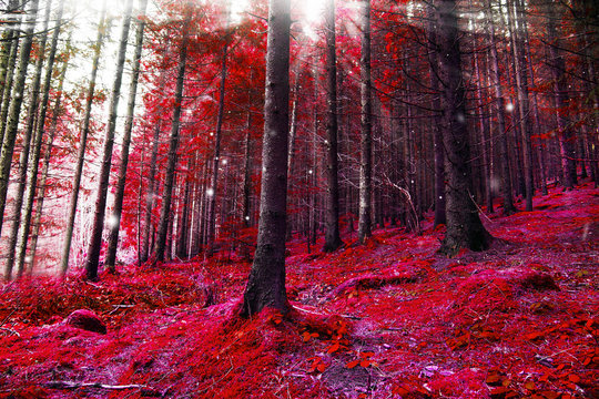 Fototapeta Red magic forest with lights and sunbeams