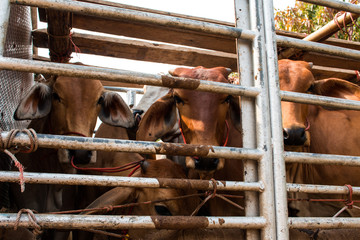 Cows transport in Thailand,Redeemer lives cows