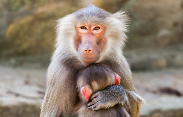 ape mother with her child in arms