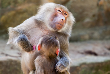 milk drinking ape child on his mother