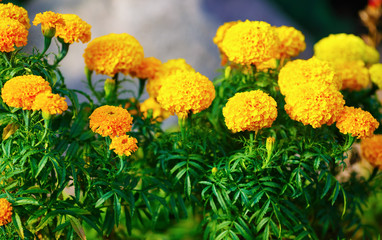 Bright yellow marigold flowers with green leaves in the garden. Shallow depth of field. Selective focus.